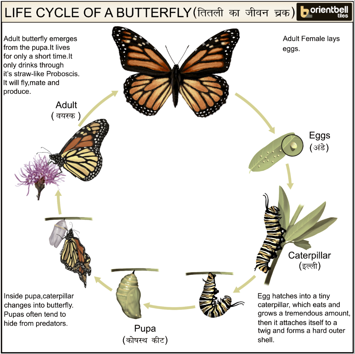 Glossy Finish Life Cycle Of A Butterfly Ceramic tile 300x450 mm