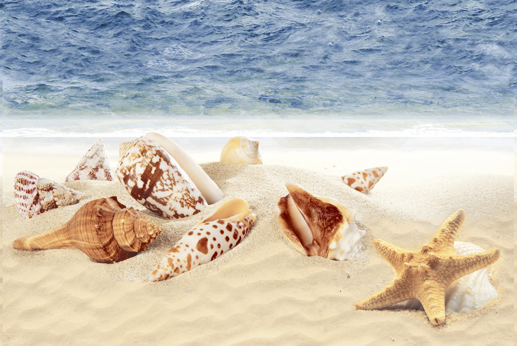 Glossy Finish ODH Sea Shells HL  Ceramic tile 300x450 mm